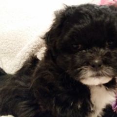 Shichon and Aussiedoodle Puppies from PTK Ranch