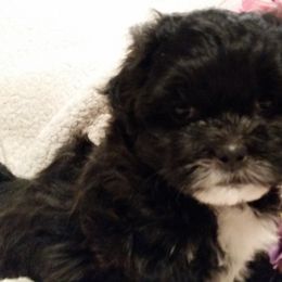 Shichon and Aussiedoodle Puppies from PTK Ranch