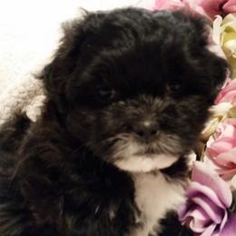 Shichon and Aussiedoodle Puppies from PTK Ranch