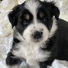 Australian Mountain Doodle and Miniature American Shepherd Puppies from Little Loves Farm