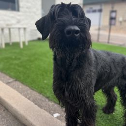 Giant Schnauzer and Poodle All Grown Up from Pawsh K9’s