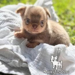 Gumdrop - Silver male Chihuahua puppy in Naples, Florida from Naples Tiny Dogs