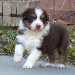 Australian Shepherd Puppies from Crystal Peak Australian Shepherds