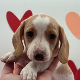 Girl 2 - Piebald female Dachshund puppy in Waynesville, North Carolina from Blue Ridge Doxies