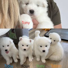 Samoyed Puppies from Southern Roux Samoyeds
