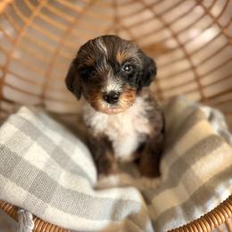 Coconut - Blue merle male Bernedoodle puppy in Las Vegas, Nevada from Dose of Doodles