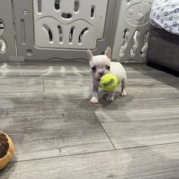 French Bulldog Puppies from The Frenchie Lady Co.