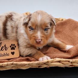 Cider - Red merle male Miniature Australian Shepherd puppy in Apache Junction, Arizona from Circle T Mini Aussies