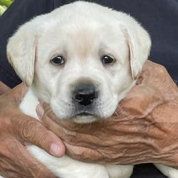 Labrador Retriever Puppies from Windbush