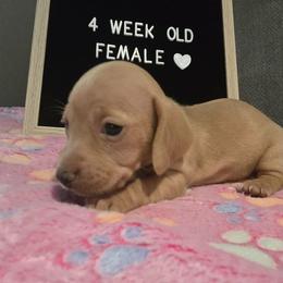Dachshund Puppies from Blue Ridge Weenies