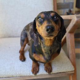 Milo - Dachshund