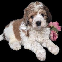 Gus - Parti male Springerdoodle puppy in Fargo, North Dakota from Dakota SpringerDoodles