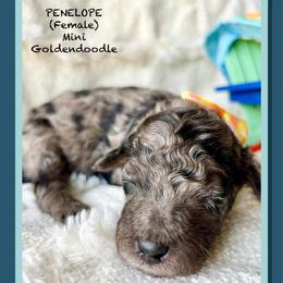 PENELOPE - Merle female Goldendoodle puppy in Houston, Texas from Pia’s Doodle Poodle Wag