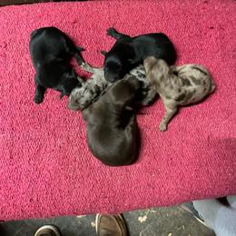 Girl rm - Red merle female Australian Shepherd puppy in Whitwell, Tennessee from Owl Hollow Farm