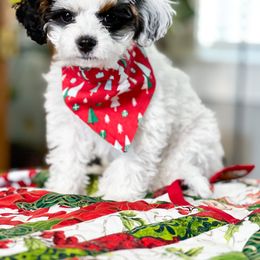 Oak - Tri-color Cavapoo puppy in Idaho Falls, Idaho from Dot & Dash Doodles