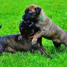 Dutch Shepherds from Kingdom Kennels