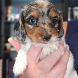 Black tan dapple piebald - Piebald female Dachshund puppy in Port Charlotte, Florida from Vicki's Dachshund Crossing