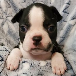 Boston Terriers from Combs' Beautiful Bostons