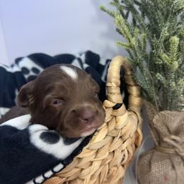 Brownie - male Miniature Australian Shepherd puppy in Reidsville, North Carolina from Cherry Grove Kennel