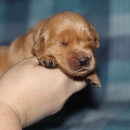 Girl 3 - Golden female Golden Retriever puppy in Lucasville, Ohio from Trusting Hearts Kennel