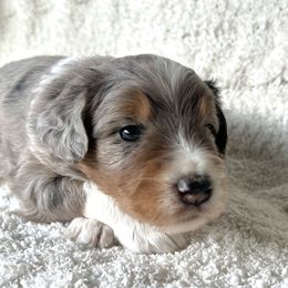 Aussiedoodle Puppies from A Dose Of Doodle
