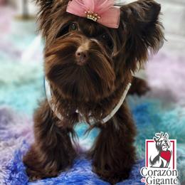 Biewer Terrier and Yorkshire Terrier Puppies from Corazon de gigante