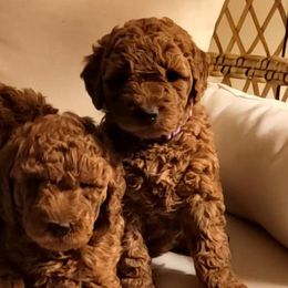 Goldendoodles, Labradoodles, and Poodles from Pee Dee Poodles & Doodles