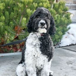 Chloe - Goldendoodle