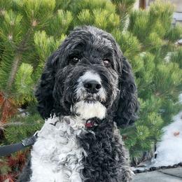 Chloe - Goldendoodle