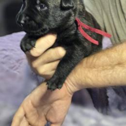 Burgandy Collar Female - Gold brindle female Dutch Shepherd puppy in Dallas, Georgia from Bluestone Creek Dutch Shepherds