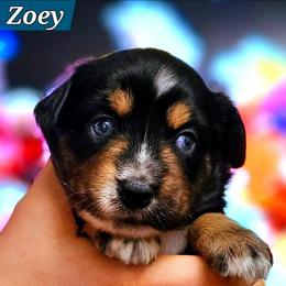Zoey - Black tri female Miniature Australian Shepherd puppy in Punta Gorda, Florida from Christie's Creekside Aussies
