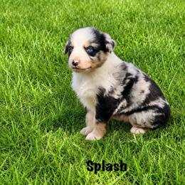 Splash - Blue merle male Australian Shepherd puppy in Howardsville, Virginia from Spectacular Aussies and Cavaliers
