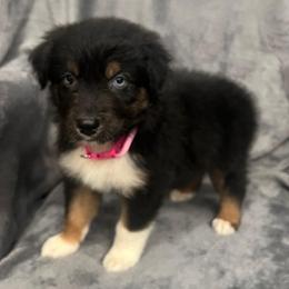 Bambi Girl-5 - Black tri-color female Australian Shepherd puppy in Mena, Arkansas from Fat-Bottom Farms