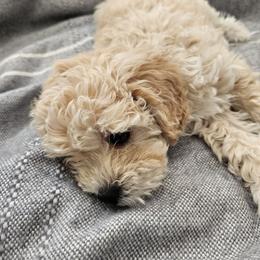 Havapoo Puppies from Derbyville Havapoos