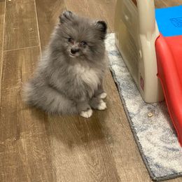 Pomeranian Puppies from My Star Pomeranian’s