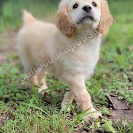 Cockapoo Puppies from Cano Cockapoos
