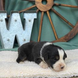 Socks - Black tri male Miniature Australian Shepherd puppy in Checotah, Oklahoma from Wild Outlaw Aussies