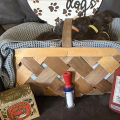 Boykin Spaniels from Southern Kennels