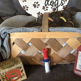 Boykin Spaniels from Southern Kennels