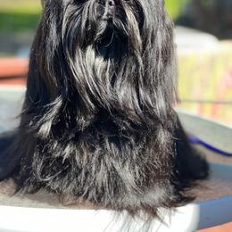 Bo-Bo - Shih Tzu