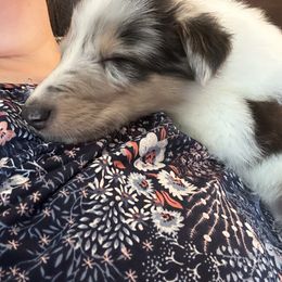 Collie Puppies from Highland Moor Kennel