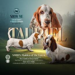Tauriel - Basset Hound