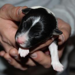 Boy 4 - male Australian Shepherd puppy in Plain City, Utah from Lost Creek Aussies