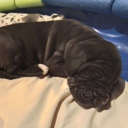 Great Dane Puppies from Waldhaus