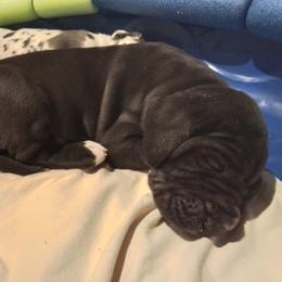 Great Dane Puppies from Waldhaus