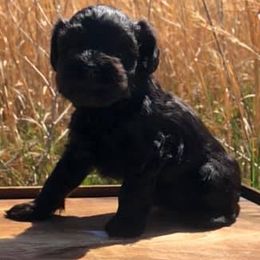 Miniature Schnauzers from Round Peak Schnauzers