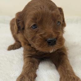 Girl 1 - Red  female Goldendoodle puppy in Haleyville, Alabama from Susan’s Prefurred Doodles