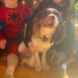 Ozzy - Cavalier King Charles Spaniel