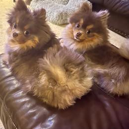 Bonded Pair - Lavender female Pomeranian puppy in Bentonville, Arkansas from Hummingbird & Fox