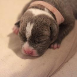 Shelby - Blue female American Bully puppy in Jefferson, Ohio from Blue Fury's